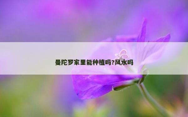 曼陀羅家里能種植嗎?風水嗎