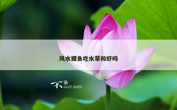 風水鯉魚吃水草和蝦嗎