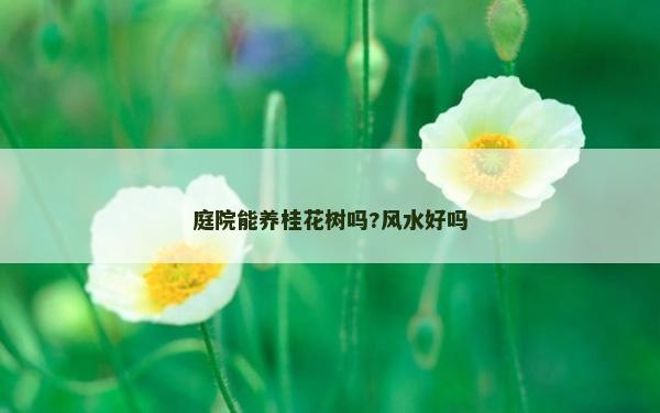 庭院能養桂花樹嗎?風水好嗎 庭院能養桂花樹嗎?風水好嗎