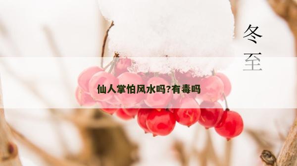 仙人掌怕風水嗎?有毒嗎