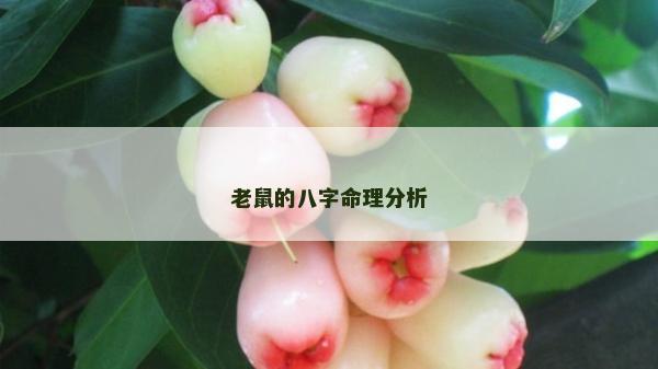 老鼠的八字命理分析