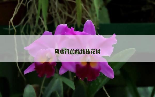 風水門前能栽桂花樹 風水門前能栽桂花樹