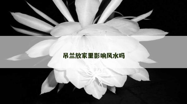 吊蘭放家里影響風(fēng)水嗎