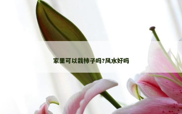 家里可以栽柿子嗎?風(fēng)水好嗎