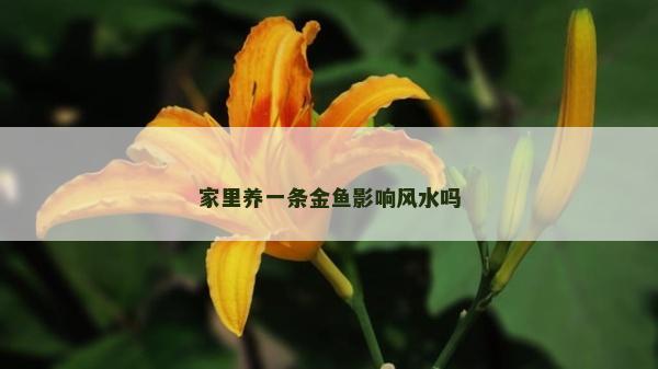 家里養一條金魚影響風水嗎