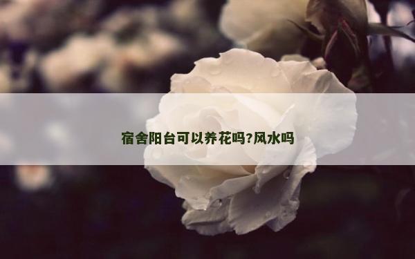 宿舍陽(yáng)臺(tái)可以養(yǎng)花嗎?風(fēng)水嗎