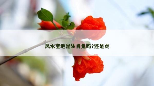風水寶地是生肖兔嗎?還是虎