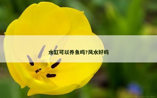 水缸可以養魚嗎?風水好嗎 水缸可以養魚嗎?風水好嗎