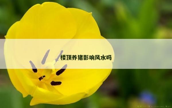 樓頂養豬影響風水嗎