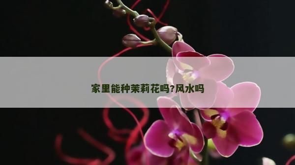 家里能種茉莉花嗎?風水嗎