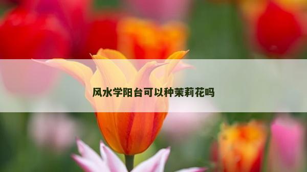 風水學陽臺可以種茉莉花嗎