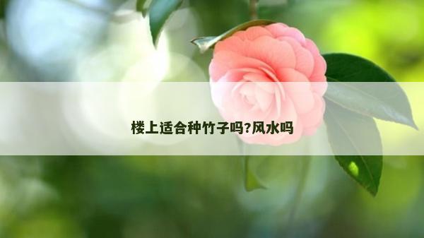 樓上適合種竹子嗎?風水嗎 樓上適合種竹子嗎?風水嗎