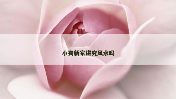 小狗新家講究風水嗎
