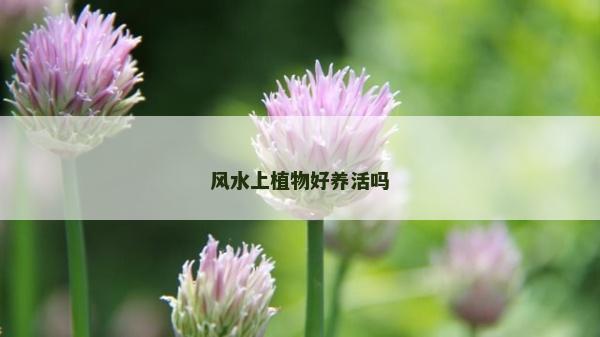 風(fēng)水上植物好養(yǎng)活嗎