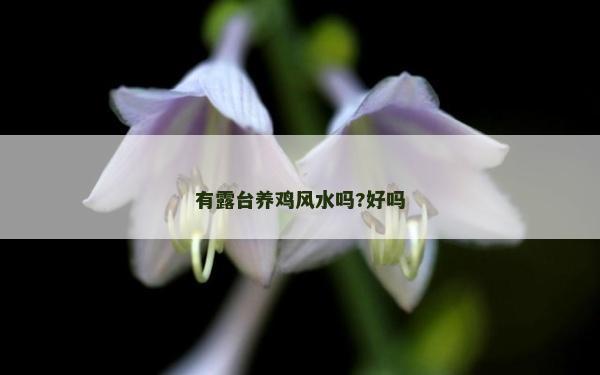 有露臺養雞風水嗎?好嗎