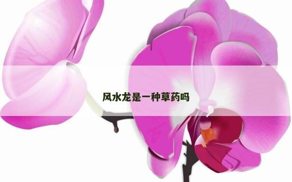 風水龍是一種草藥嗎