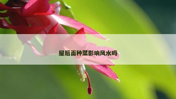 屋后面種菜影響風水嗎