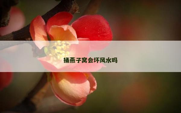 捅燕子窩會(huì)壞風(fēng)水嗎