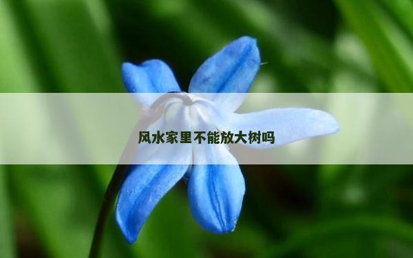 風水家里不能放大樹嗎