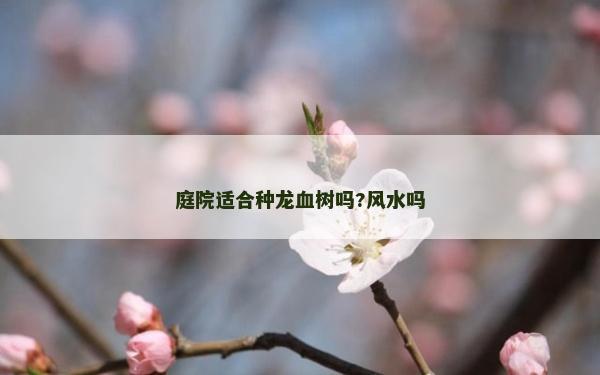 庭院適合種龍血樹嗎?風水嗎 庭院適合種龍血樹嗎?風水嗎