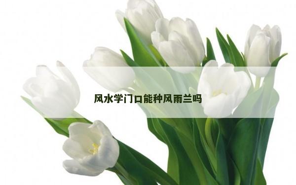 風水學門口能種風雨蘭嗎