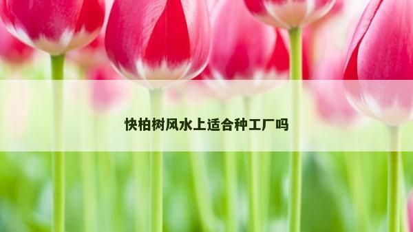 快柏樹風水上適合種工廠嗎
