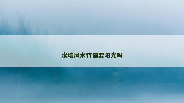 水培風水竹需要陽光嗎