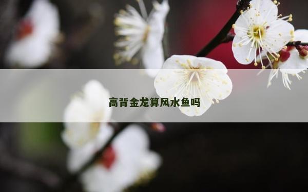 高背金龍算風水魚嗎