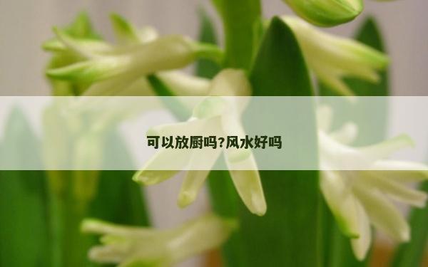 可以放廚嗎?風水好嗎