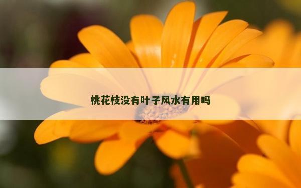 桃花枝沒(méi)有葉子風(fēng)水有用嗎