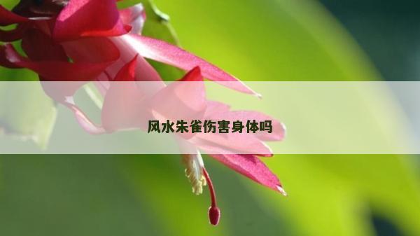 風(fēng)水朱雀傷害身體嗎