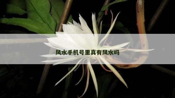 風水手機號里真有風水嗎