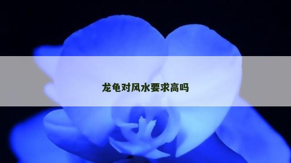 龍龜對風水要求高嗎