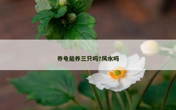 養龜能養三只嗎?風水嗎
