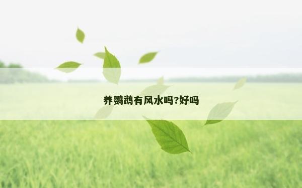 養(yǎng)鸚鵡有風(fēng)水嗎?好嗎