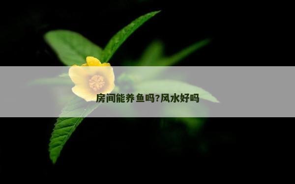 房間能養魚嗎?風水好嗎