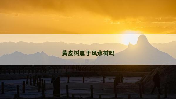 黃皮樹屬于風水樹嗎
