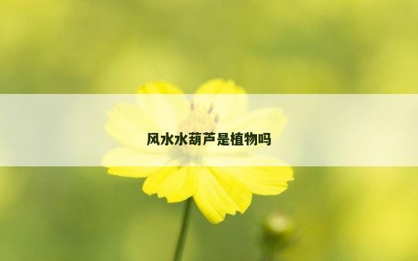 風水水葫蘆是植物嗎