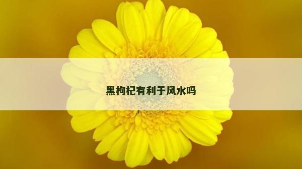 黑枸杞有利于風水嗎