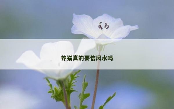 養貓真的要信風水嗎