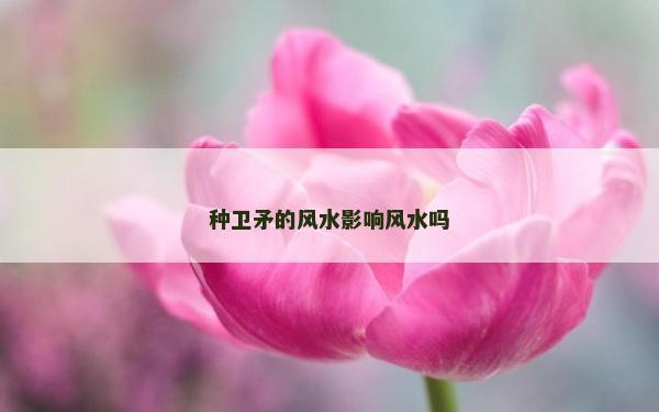 種衛矛的風水影響風水嗎