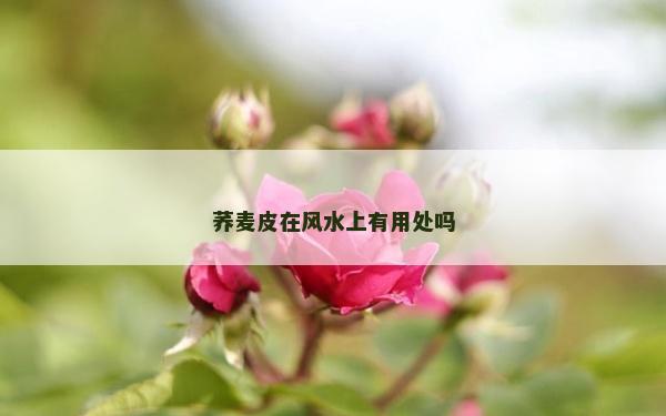 蕎麥皮在風水上有用處嗎