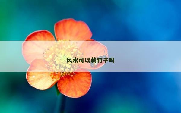 風水可以栽竹子嗎 風水可以栽竹子嗎