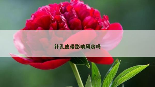 針孔皮帶影響風水嗎