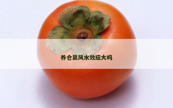 養(yǎng)倉鼠風(fēng)水效應(yīng)大嗎