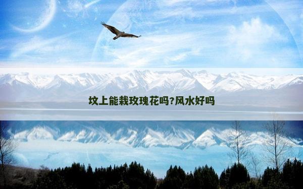 墳上能栽玫瑰花嗎?風(fēng)水好嗎