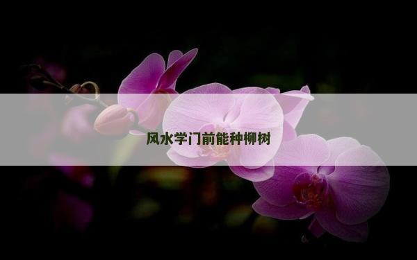 風水學門前能種柳樹