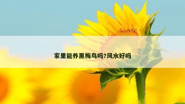 家里能養黑梅鳥嗎?風水好嗎