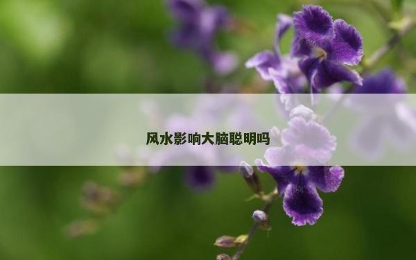 風水影響大腦聰明嗎
