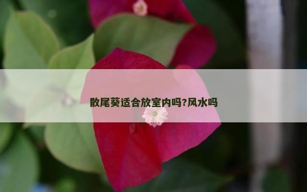 散尾葵適合放室內(nèi)嗎?風(fēng)水嗎